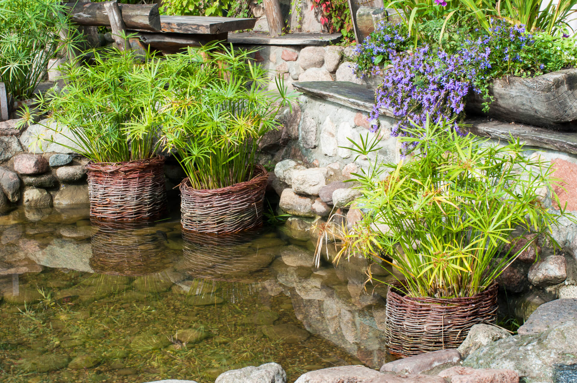 Building A Water Garden Rapid City Nursery Growing Tips Jolly Lane 