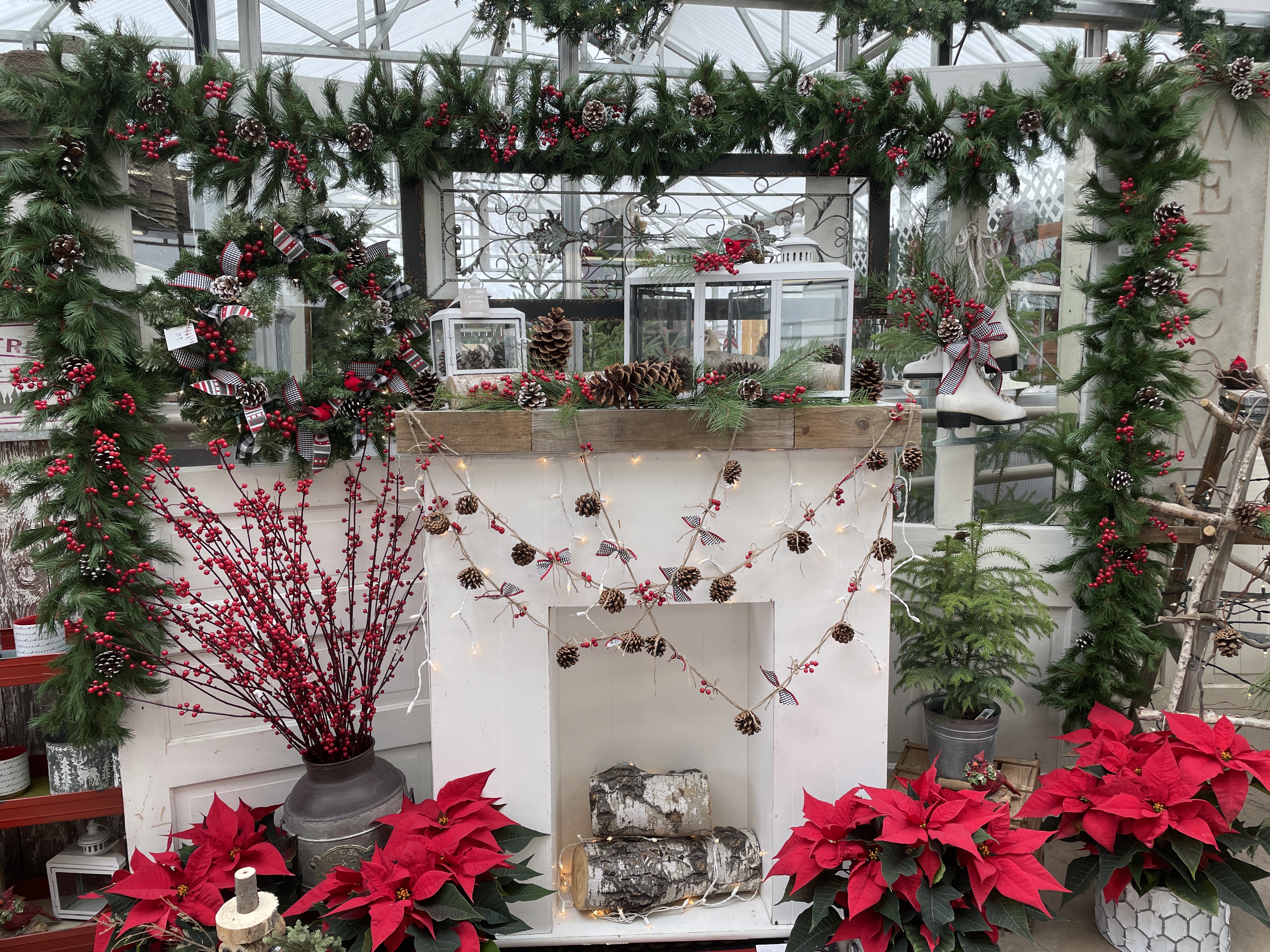 Christmas Season Jolly Growing Tips Cut | Greenhouse | Christmas | | Fresh Lane Tree
